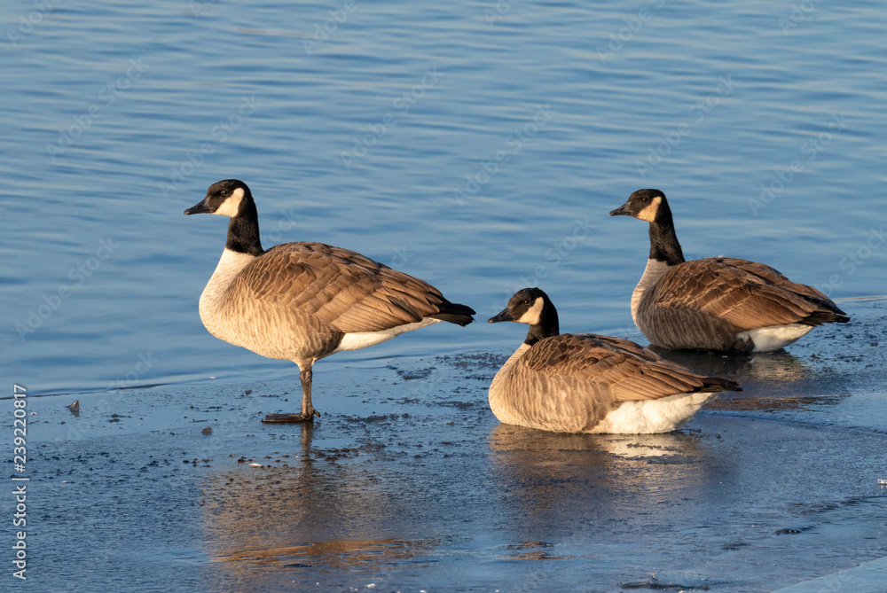 Obraz premium Canada geese (Branta canadensis), a flock on ice of a freezing lake, Iowa, USA