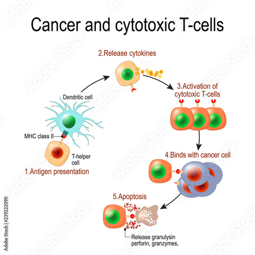 Cancer and cytotoxic T-cells