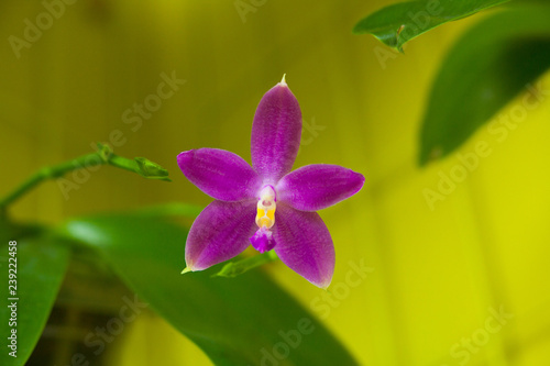Beautiful rare orchid in pot on yellow background