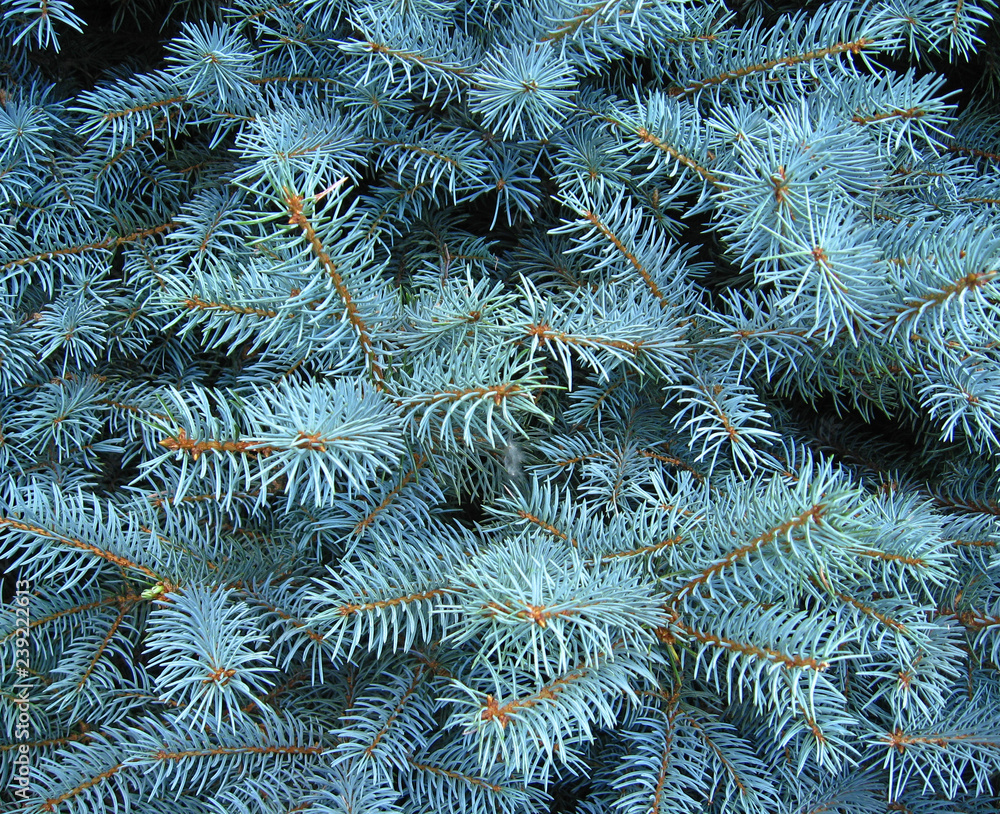 light blue branches of young spruce in forest