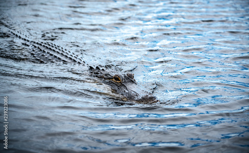 Swimming Alligator in Florida Everglades Park