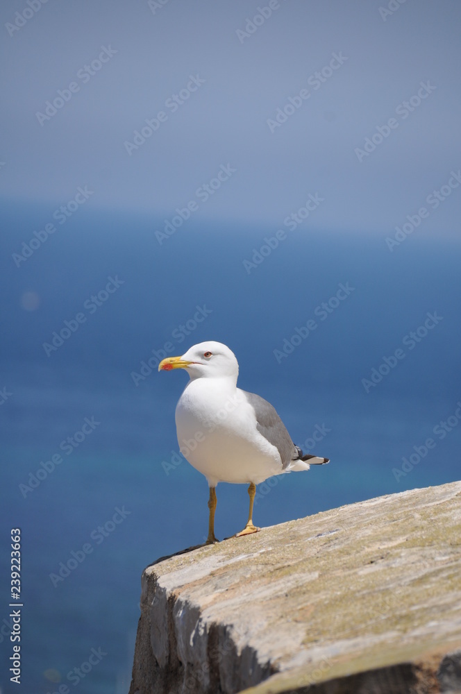 Schreimöwe Möwe auf einem Felsen stehend vor dem blauen Meer Seagull standing on a rock in front of the blue sea Schreimöwe Möwe auf einem Felsen stehend vor dem blauen Meer Seagull standing on a rock in front of the blue sea