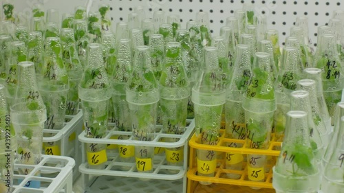 Research scientist medical plants capsicum and red pepper for medicinal purposes, bottles tube test growth chamber in vitro clone culture, laboratory genetic phytotron, cultivation growth scienc photo