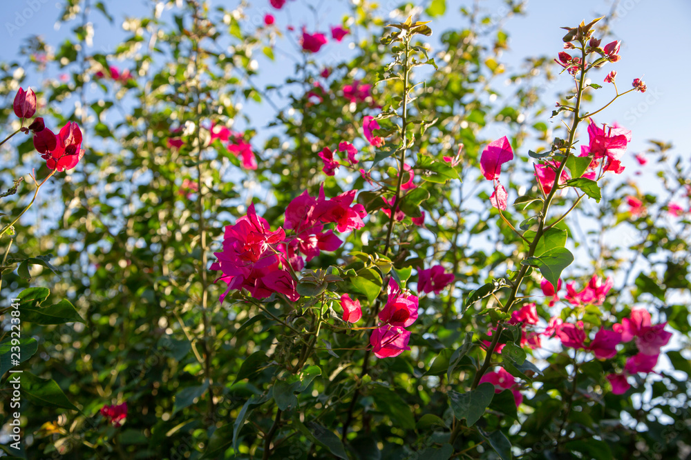 Flower Garden in Scottsdale after rain Flower Garden in Scottsdale after rain