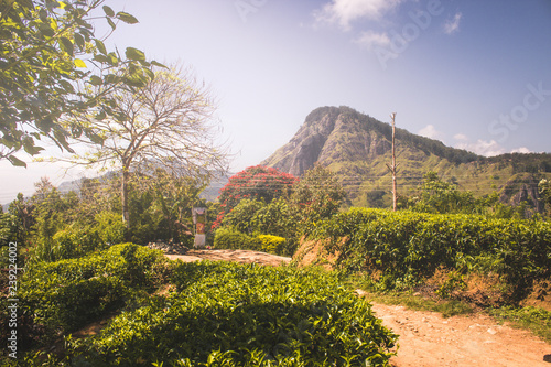 magic beautiful view from little Adams peak at Sri Lanka. Fresh nature background. High mountain with trees, blue sky. photo