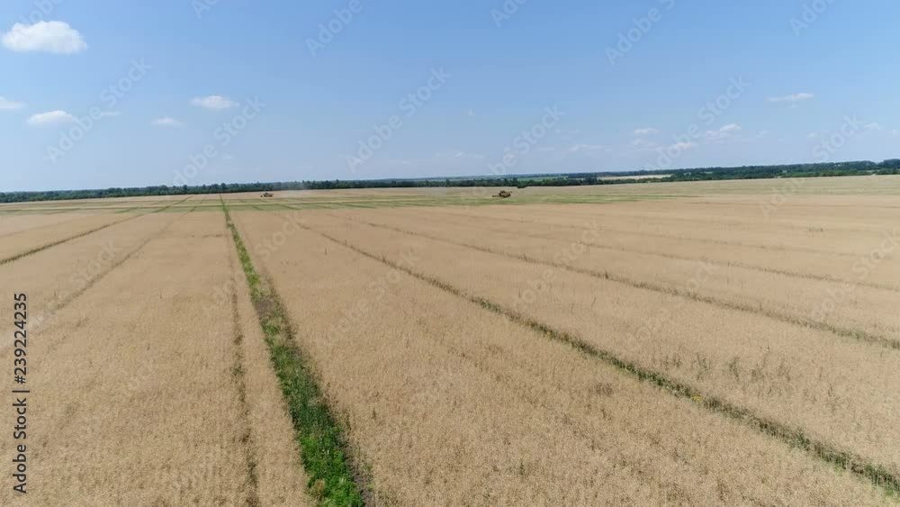 Harvester collects colza. Aerial Harvester collects colza. Aerial