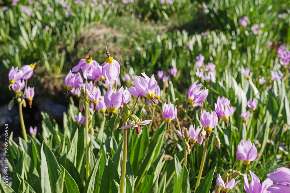 Sierra Shooting Star Flowers