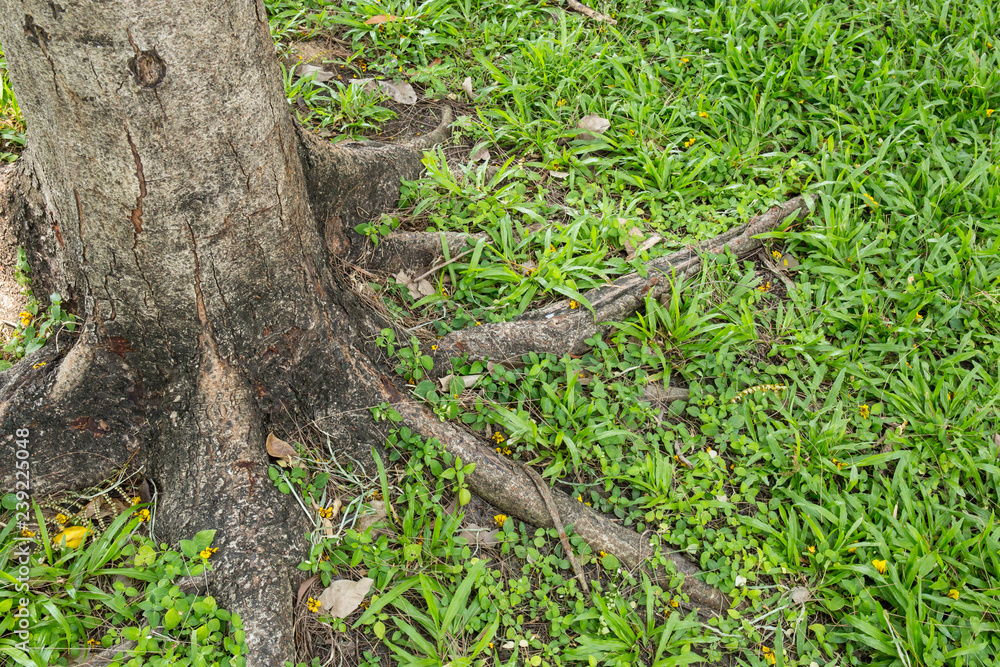 The root of the tree in the green grass. The root of the tree in the green grass.