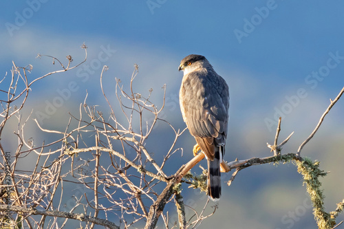 Bird merlin falcon on morning perch photo