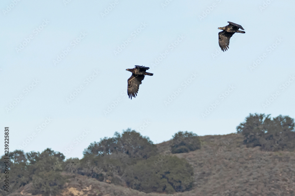 Bald eagle juveniles flying along lake shore Bald eagle juveniles flying along lake shore
