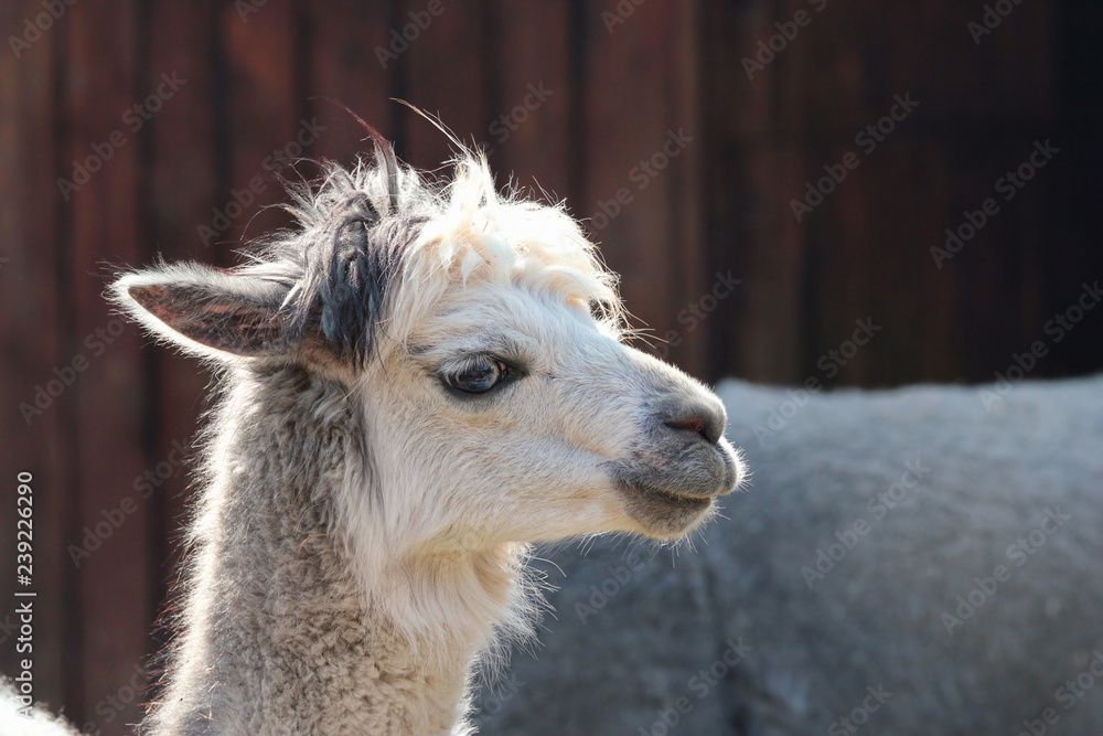 portrait of grey alpaca looking sideways
