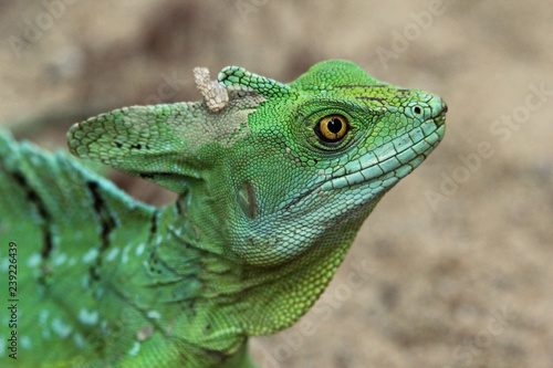 green reptile with yellow eyes