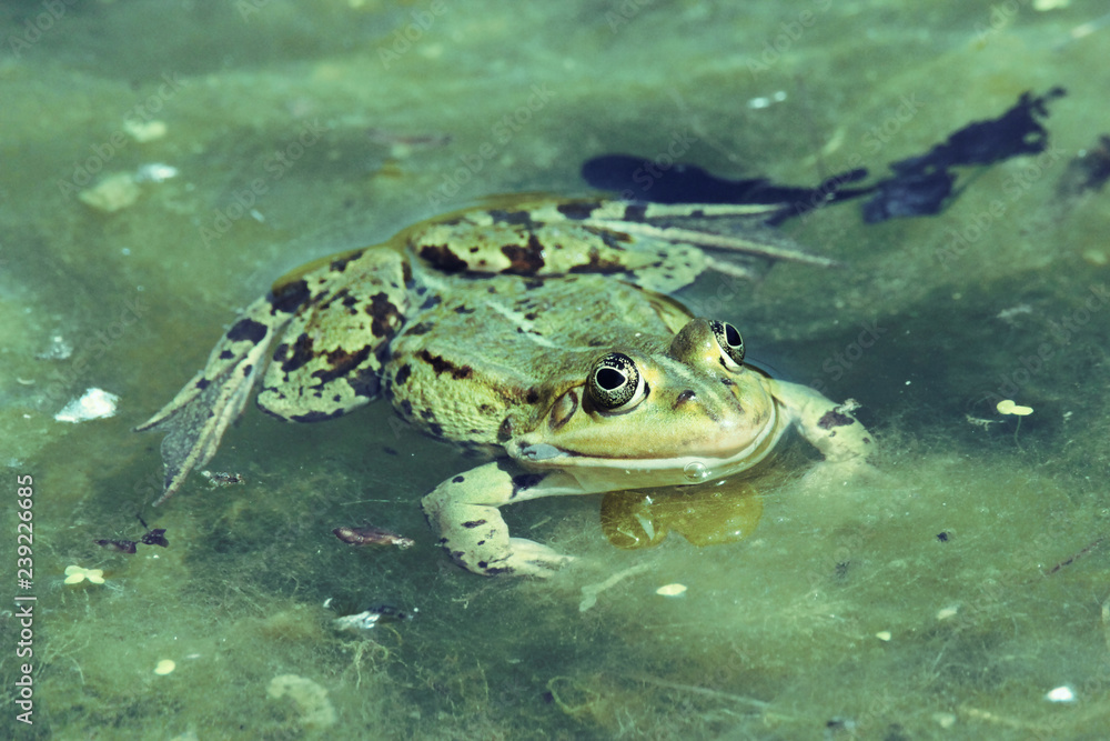 green frog with pop eyes swimming in dirty water