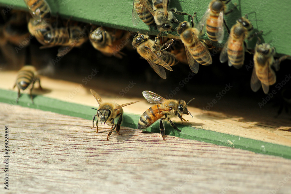 Obraz premium many bees coming out of a wooden shaft