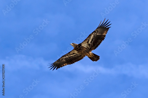 Bald eagle juvenile flying high above