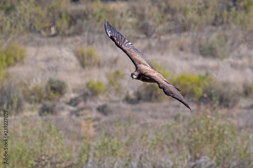 Bird bald eagle juvenile hunting along lake shore © kgrif
