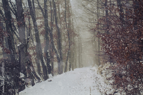 Saarland im Winter - Verschneiter Waldweg