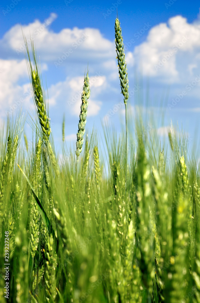 Young ears of wheat grow in the field. Harvest cereals in agriculture. Young ears of wheat grow in the field. Harvest cereals in agriculture.