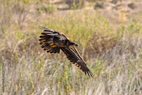 Bird juvenile bald eagle flying along California lake shore