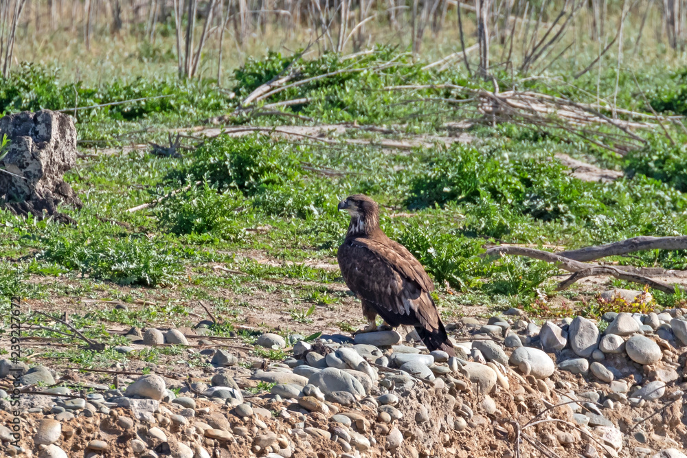 Bird juvenile bald eagle on lake shore Bird juvenile bald eagle on lake shore