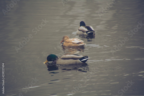 Saarland im Winter - Enten im Weiher / Teich