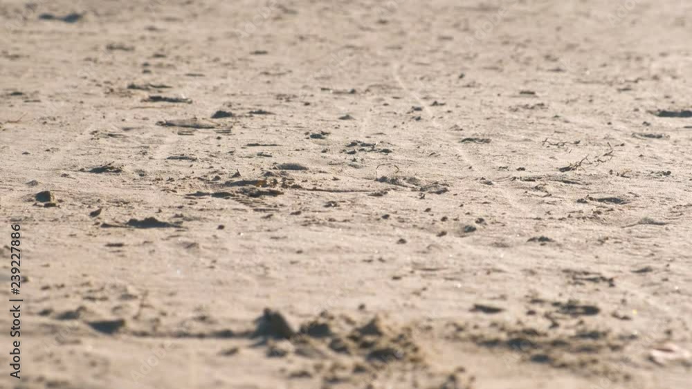 Sandstorm close-up on the sand beach. Sandstorm close-up on the sand beach.