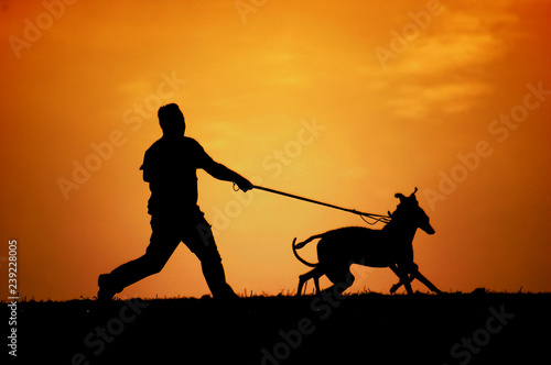 Silhouette of greyhounds and person 