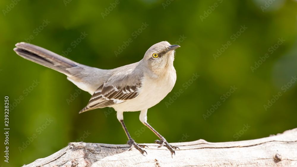 Mocking Bird Mocking Bird