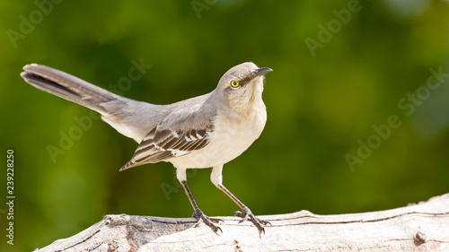 Mocking Bird