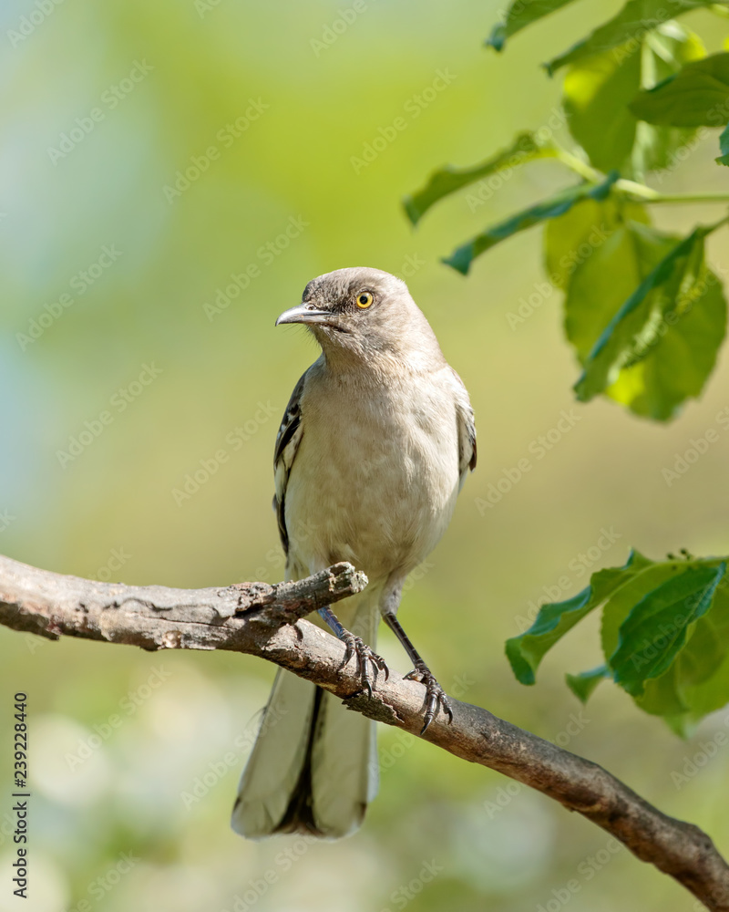 Fototapeta premium Mocking Bird