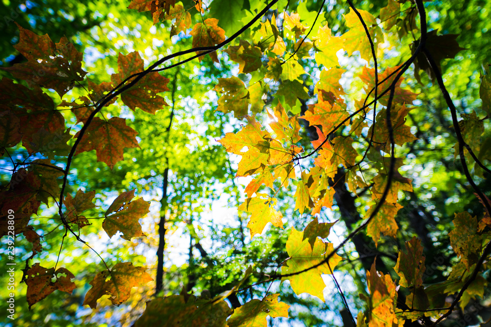 Glow from Below Glow from Below
