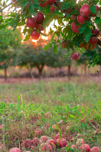 Apple on trees in fruit garden on sunset
