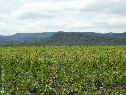 Sunflowers in fields