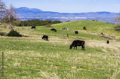 Cows grazing on a verdant pasture, Mt Diablo and Livermore in the background, east San Francisco bay, California
