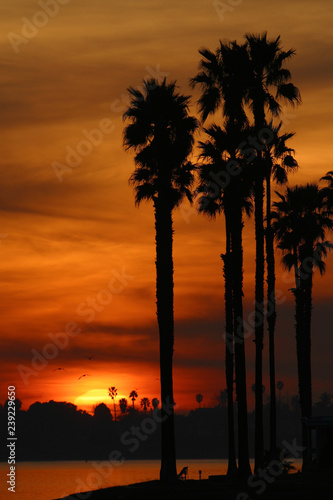Brilliant Orange Palm Tree Sunset over Mission Bay in San Diego