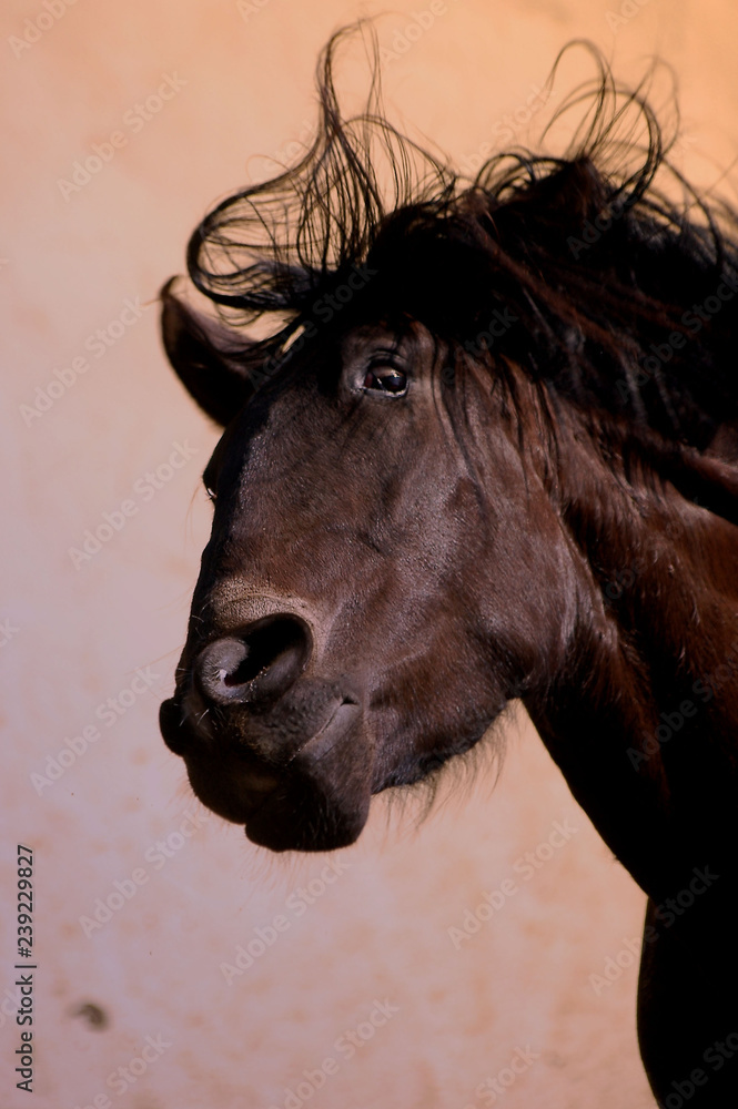 furious horse Stock Photo | Adobe Stock