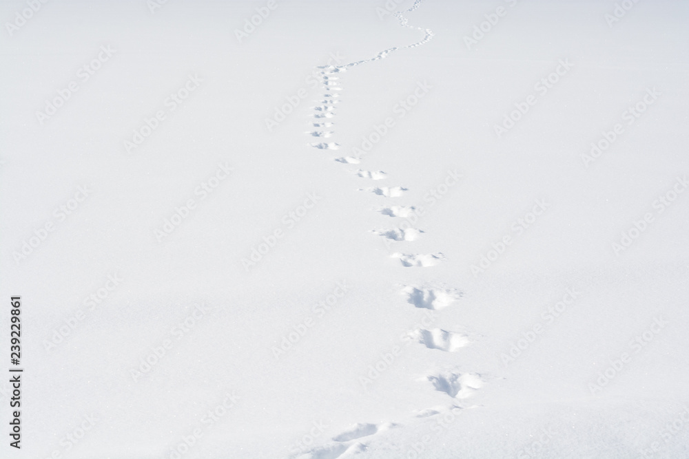 雪の上の野生動物の足跡 Stock Photo Adobe Stock