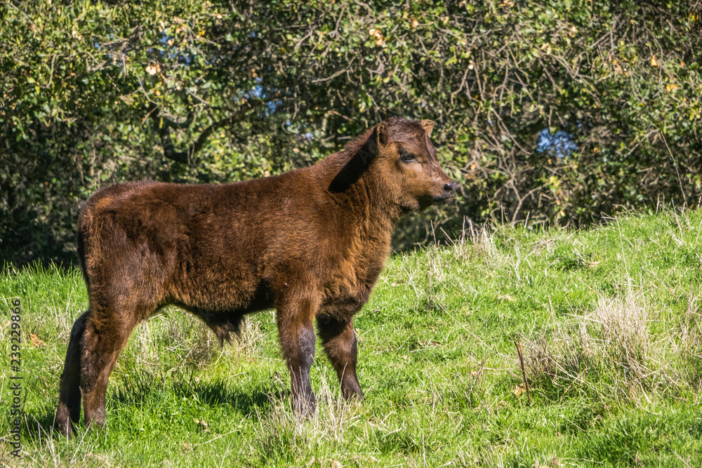 Cute calf standing alone on a green pasture, San Francisco bay area, California Cute calf standing alone on a green pasture, San Francisco bay area, California