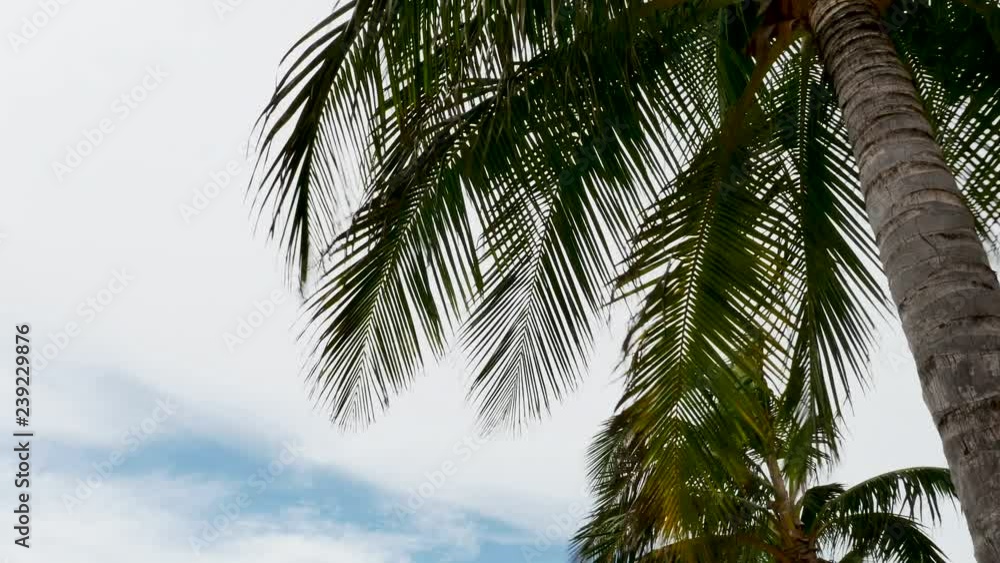 View looking up at tropical palm fronds waving in island trade winds against sky with clouds and patches of blue View looking up at tropical palm fronds waving in island trade winds against sky with clouds and patches of blue