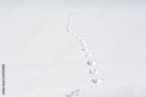 雪の上の野生動物の足跡 Stock Photo Adobe Stock