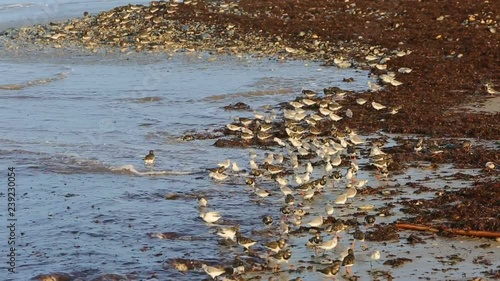 Wallpaper Mural Footage of shorebirds looking for food on a shore in Brittany. The environmental sound of waves and birds is present. Torontodigital.ca