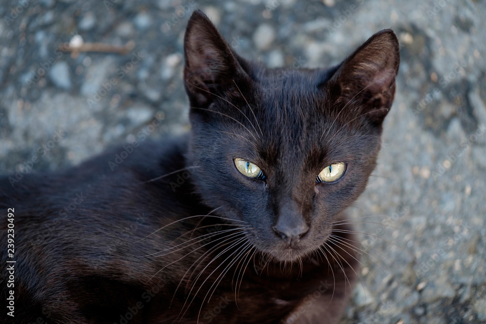 Portrait of a beautiful black cat 4