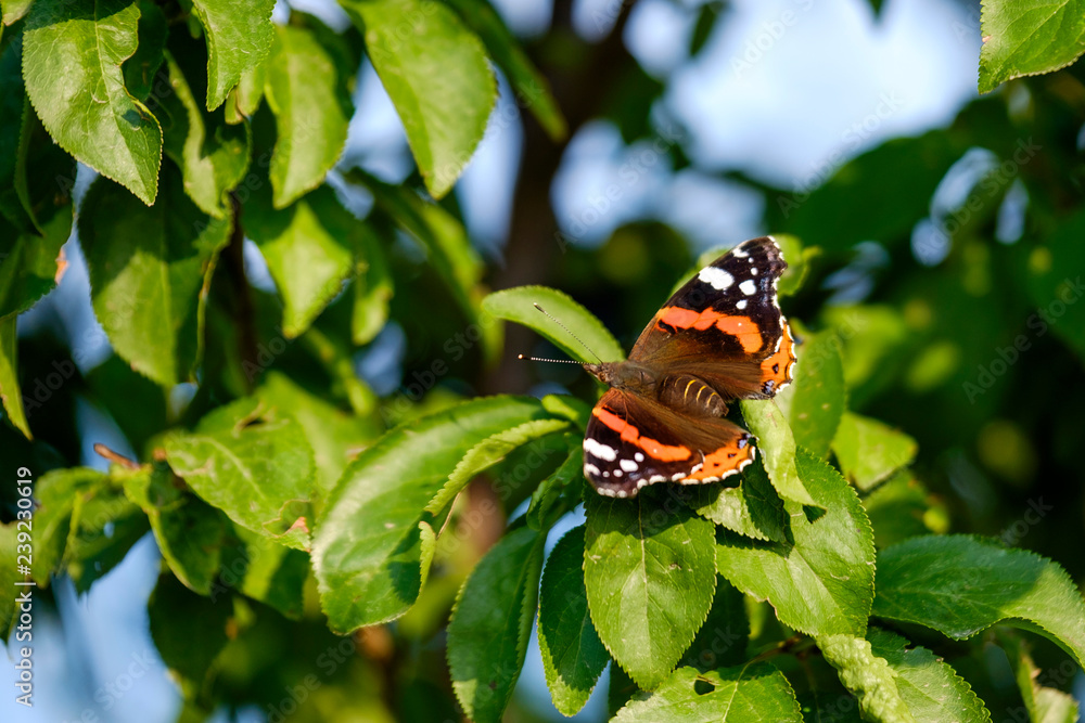 Aglais orange butterfly on tree close-up 3 Aglais orange butterfly on tree close-up 3