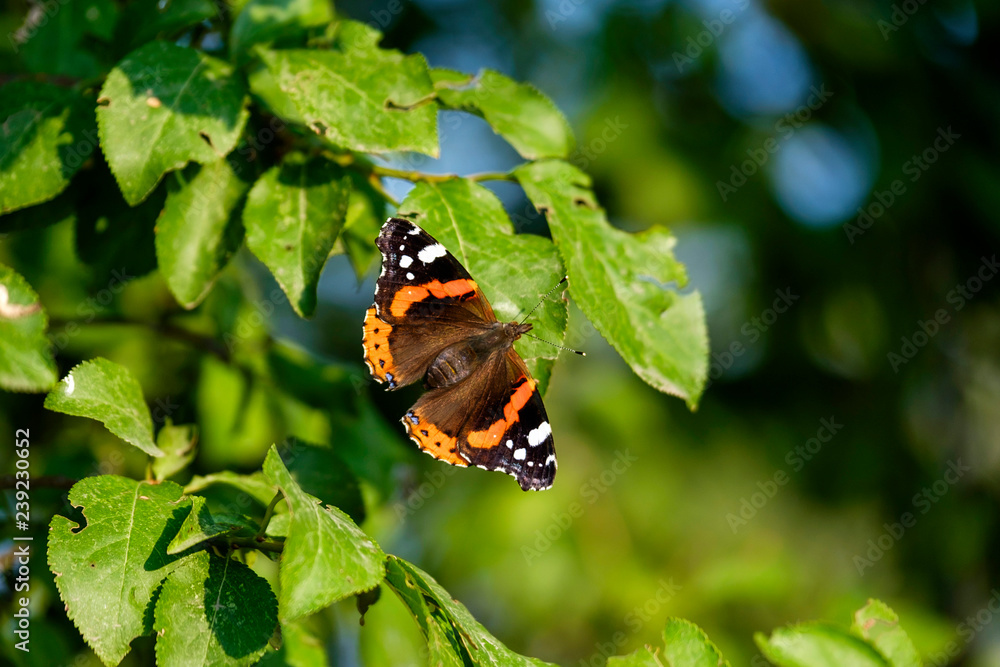 Aglais orange butterfly on tree close-up 8