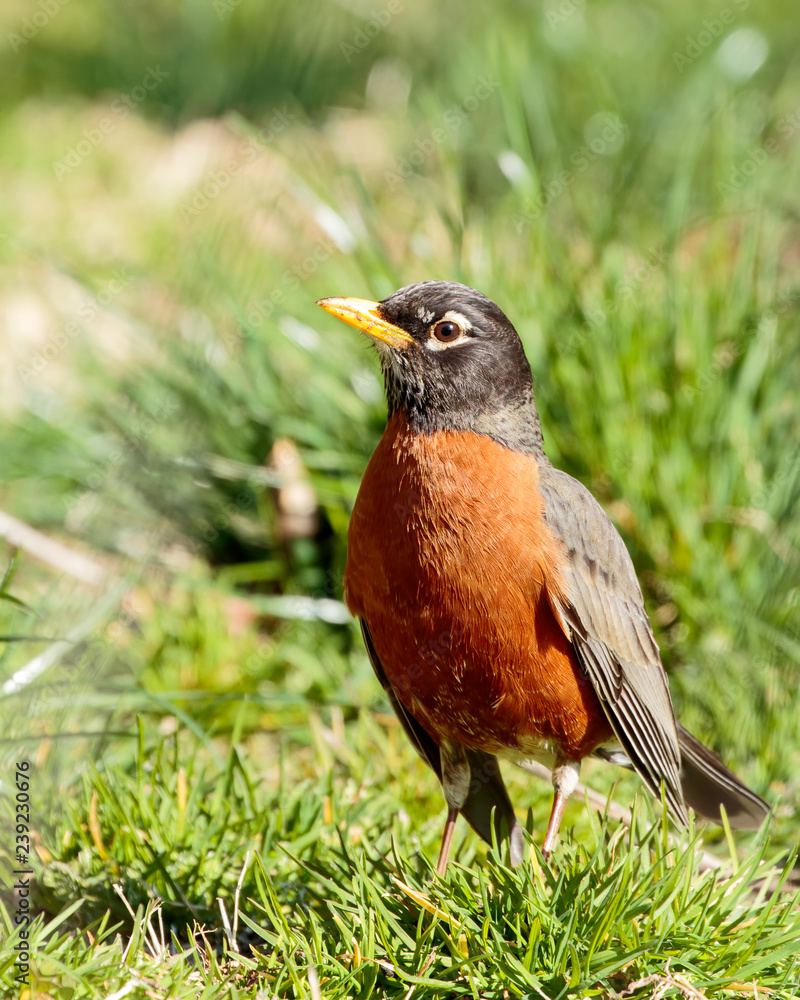 Robin Robin