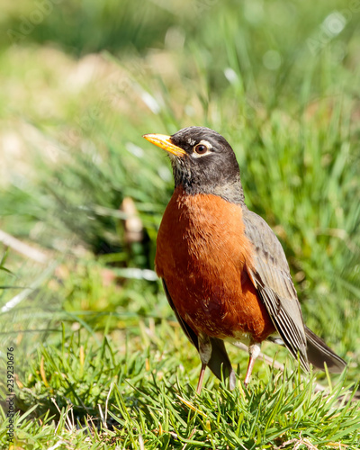 Robin