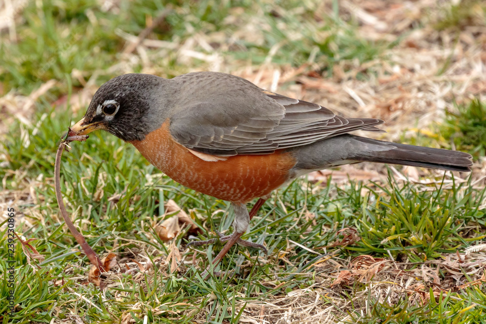 Robin Robin