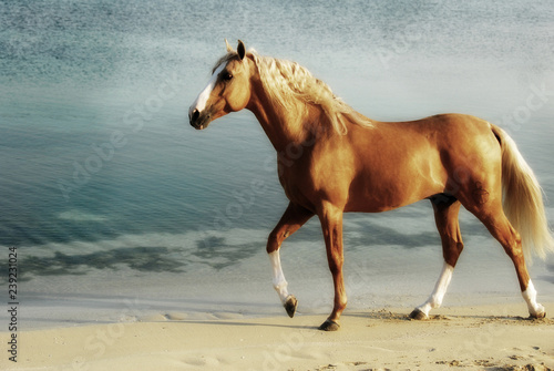 horse and the ocean