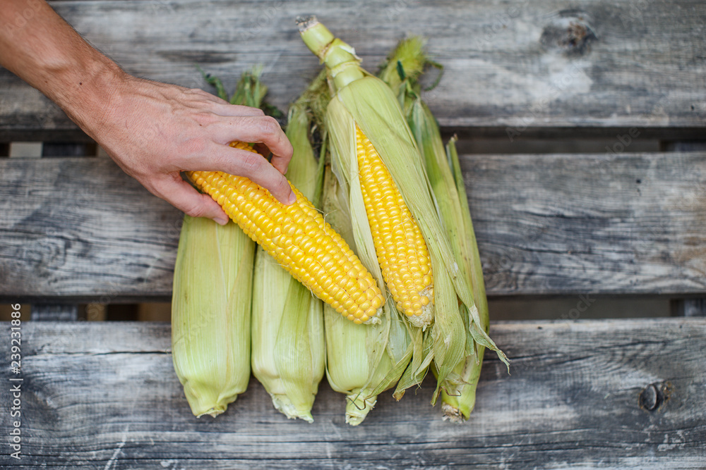 A hand is picking fresh corn cobs lying on a wooden table, taking from a top down view