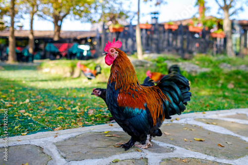 Portrait of a magnificent cock in the garden 1 © Denis Martynov